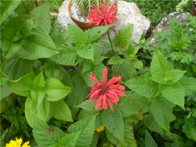 monarda